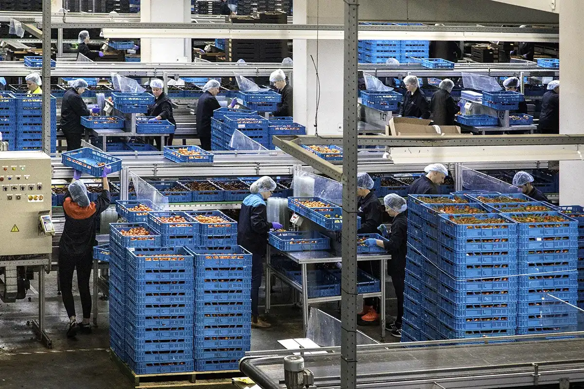 Werknemers in een fabriek, die haarnetjes en donkere kleding dragen, verwerken en sorteren de producten in grote blauwe kratten. Kratten worden op metalen karren gestapeld en transportbanden zijn zichtbaar. Het gebied is industrieel met grijze balken en machines, wat duidt op een drukke omgeving voor de verwerking van producten.