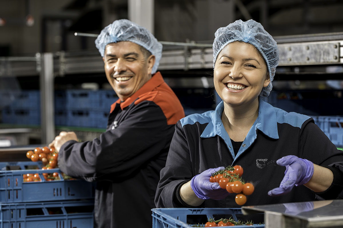 Twee werknemers in een voedselverwerkingsfabriek, allebei met haarnetjes en handschoenen, glimlachen naar de camera. De vrouw op de voorgrond houdt een tros kerstomaatjes vast en de man naast haar lijkt tomaten in blauwe kratten op een lopende band te verpakken.