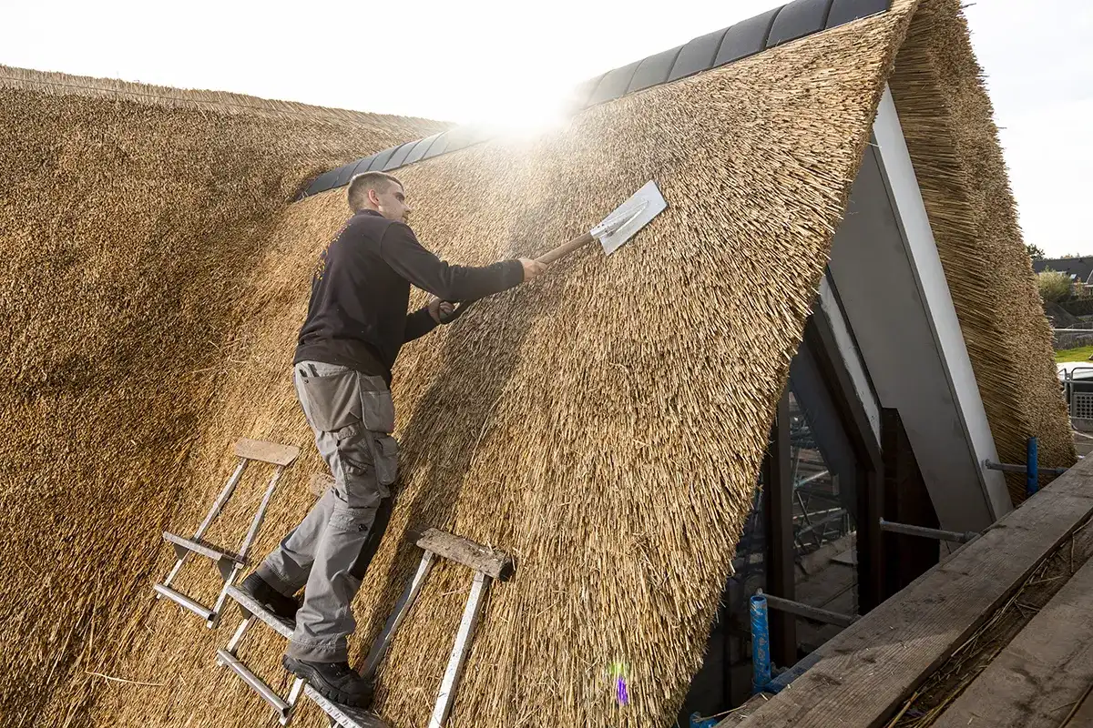 Een arbeider in een grijze broek en een donker jasje staat op een ladder en gebruikt gereedschap om in fel zonlicht op een steil schuin rieten dak te werken. Het dak is gemaakt van stro of riet en het lijkt erop dat de arbeider de afwerking van het rieten dak aan het verfijnen is. Een andere ladder staat tegen het dak geleund.