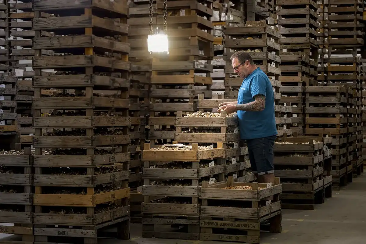 Een man met een blauw shirt en een bril staat in een pakhuis, omringd door hoge stapels houten kisten gevuld met noten. Hij inspecteert en hanteert de noten in een van de kratten. De ruimte wordt verlicht door één enkele heldere hanglamp boven hem. Het gebied ziet er schoon en goed georganiseerd uit.
