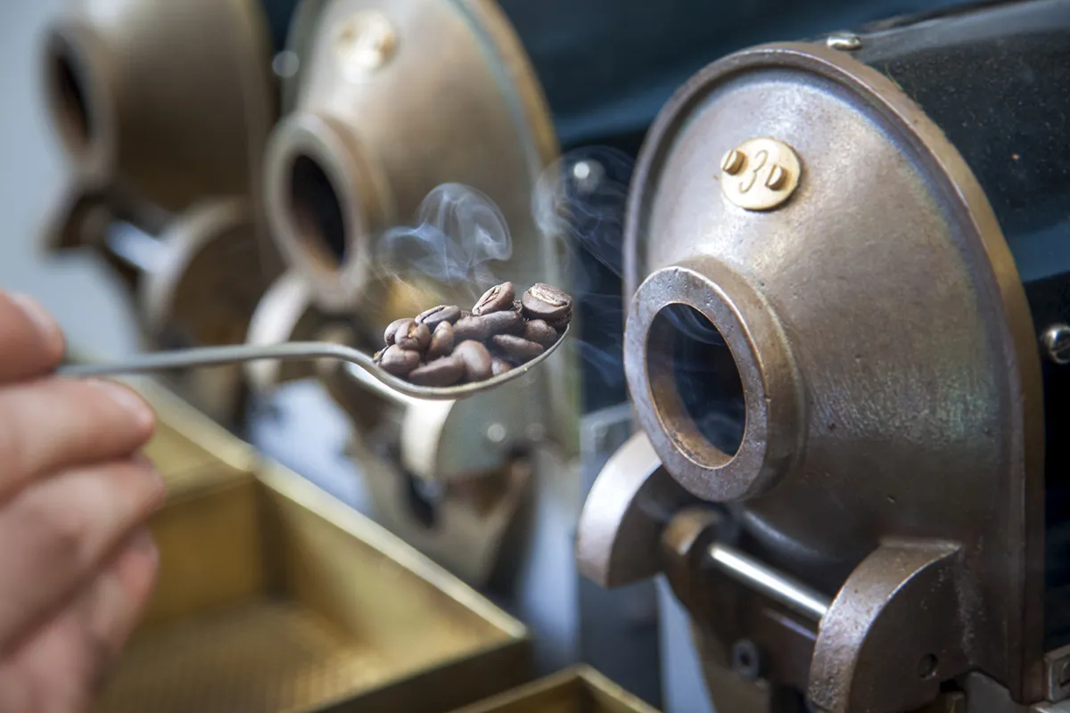 Close-up van een lepel met vers gebrande koffiebonen die voor een koffiebranderij worden gehouden. De bonen laten rookslierten vrijkomen, wat aangeeft dat ze nog heet zijn van het roostproces. Op de achtergrond zijn de metalen delen van de machine en een bakje zichtbaar.