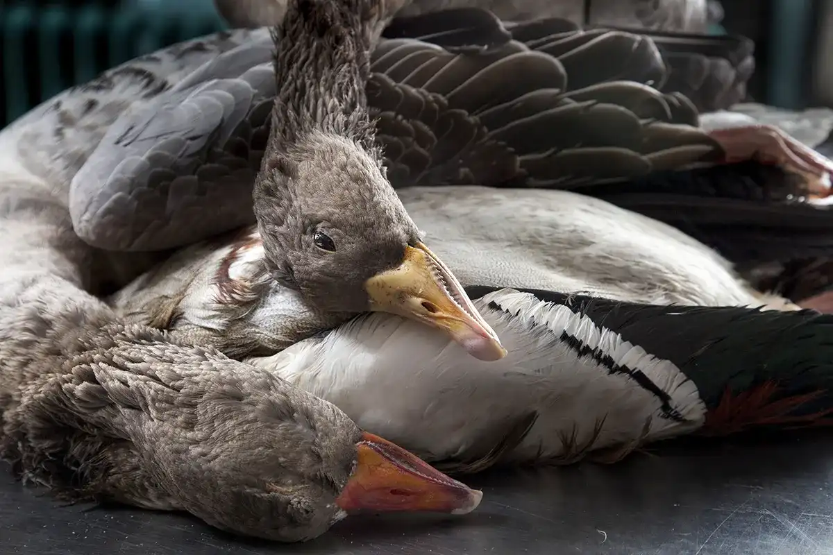 Close-up van een groep van twee overleden ganzen met grijze veren, liggend met hun hoofd en lichaam overlappend op een plat oppervlak. Op de voorgrond is een duidelijke focus te zien op hun snavels en gesloten ogen, wat een somber, stil moment suggereert.