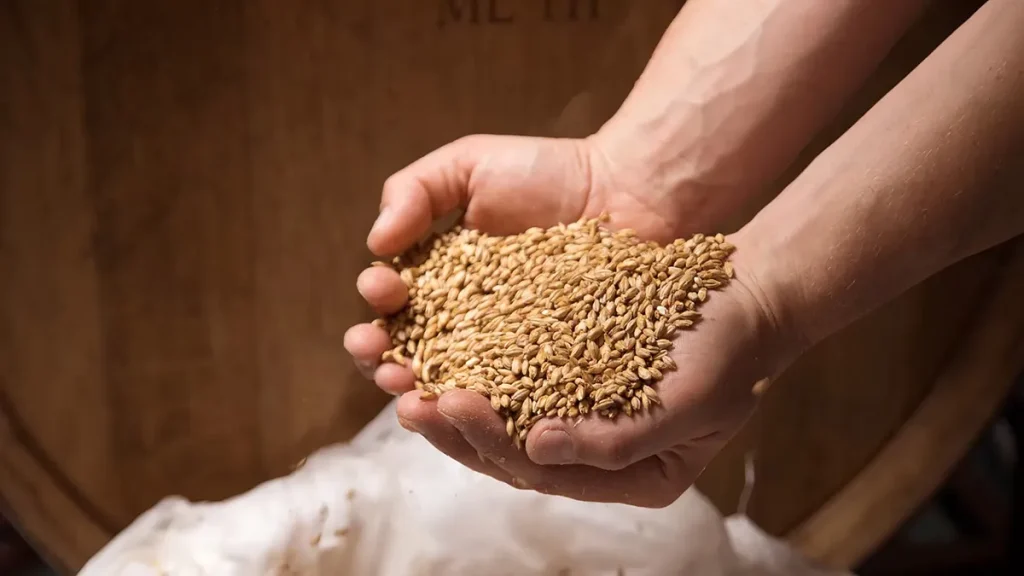 Twee handen zijn tegen elkaar aan gevouwen en houden een stapel gouden, onbewerkte granen vast, mogelijk tarwe of gerst. De achtergrond bestaat uit een rustiek houten vat en wat witte stof, wat een brouw- of landbouwcontext suggereert. Door dit moment vast te leggen met bedrijfsfotografie wordt de textuur van zowel de granen als de handen van de persoon echt benadrukt.